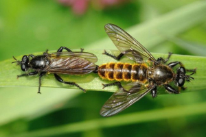 Шлюбні ритуали тварин. Як вони з'явилися? Шлюбні ритуали тварин. Як вони з'явилися?